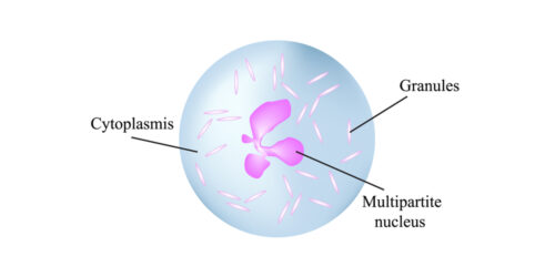 Our Invaluable Friends – Neutrophils