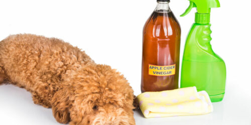 Manage flea and tick infestations with these home remedies