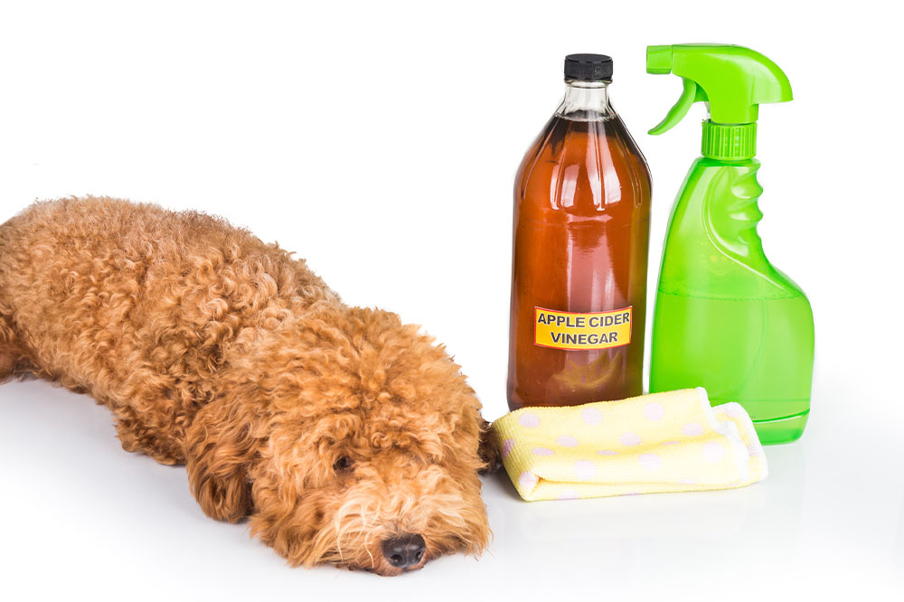 Manage flea and tick infestations with these home remedies