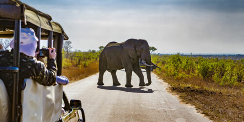 Selecting the Right Travel Package for Africa