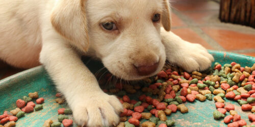 Six Factors to Consider Before Buying Puppy Food