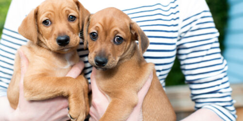 What To Do When Visiting A Center To Adopt Dogs