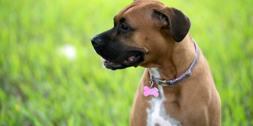 Top 3 dog collars against fleas and ticks