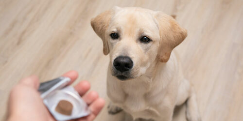 Top 3 pills to get rid of dog fleas