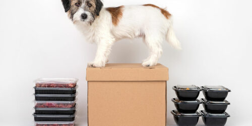 Top 3 subscription boxes for puppies