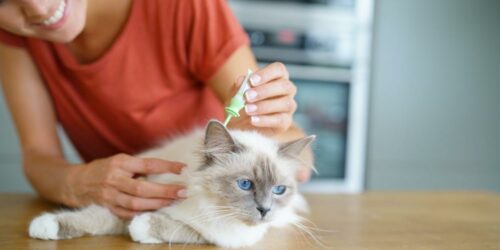 Top 10 Flea Control Treatments And Methods