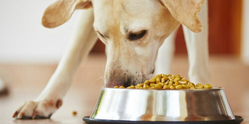 Top 4 ingredients to look for in dog foods