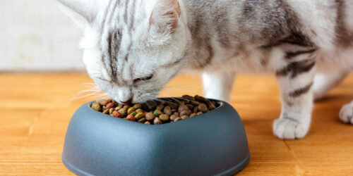 Top 5 Cat Foods for Your Feline Friends