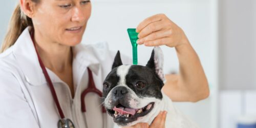 Top 5 heartworm prevention medication for dogs