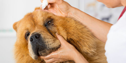 Top dog allergies and their treatments