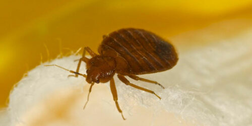 The Most Common Signs Of Bed Bugs