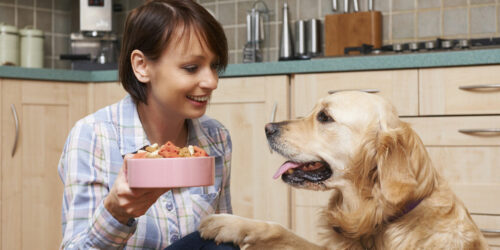 The benefits of wet dog food and how to choose the right one