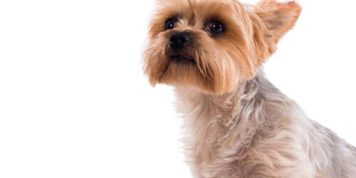 Things To Consider Before Buying A Teacup Yorkie In A Sale