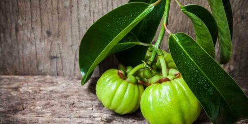 Things You Need to Know about Garcinia Cambogia