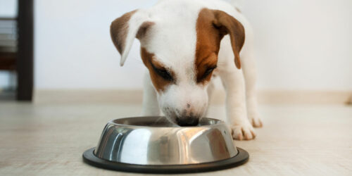 Things every dog owner should know about dog food allergies