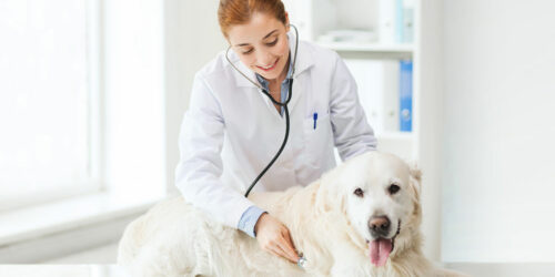 Tips on choosing the right pet insurance for your fur baby