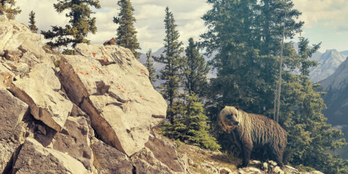 Tips to Help You Choose the Best Canadian Rockies Tour