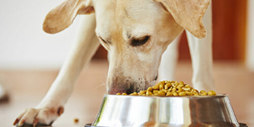 Tips to pick healthy dog food