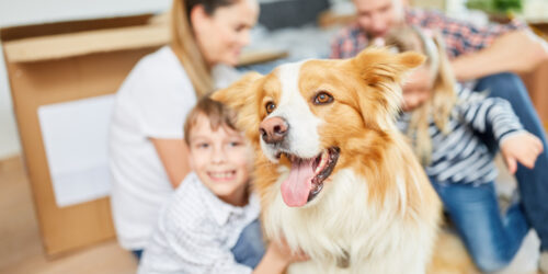 Treating Different Types Of Dog Allergies