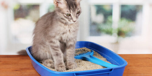 Types of cat litter and their effects on humans