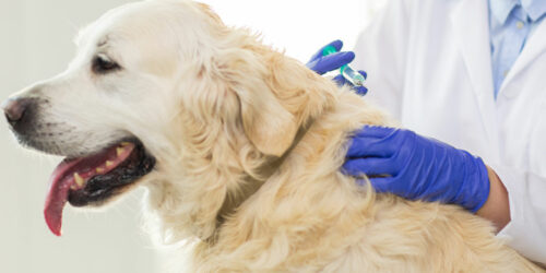 Understanding Different Types of Pet Medications for Effective Treatment