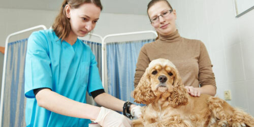 Understanding Pet Insurance