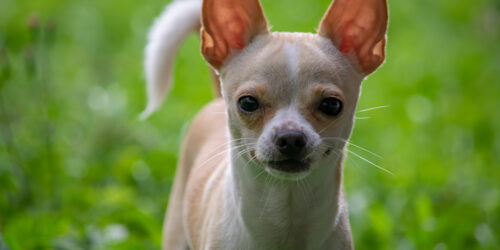 10 Reasons Chihuahuas Are the Best Dogs to Pet