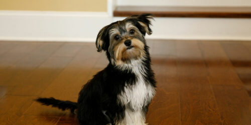 10 Things to Be Aware of Before Buying a Morkie Puppy