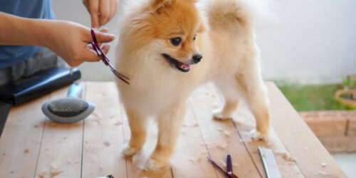 Pomeranian Puppy Care and Grooming