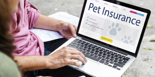 The Importance of a Pet Insurance