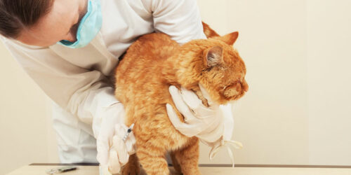 Things That Can Keep Your Cat Away from Fleas