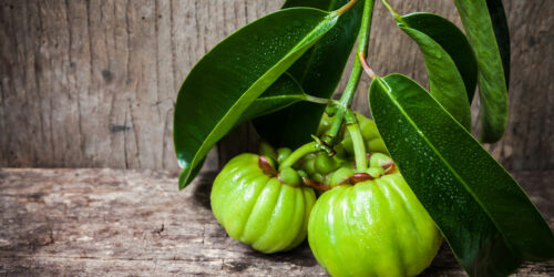 A Brief Overview of Garcinia Cambogia