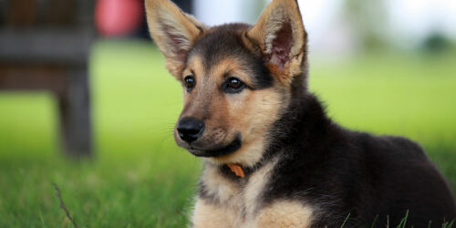 All You Need to Know about German Shepherd Puppies