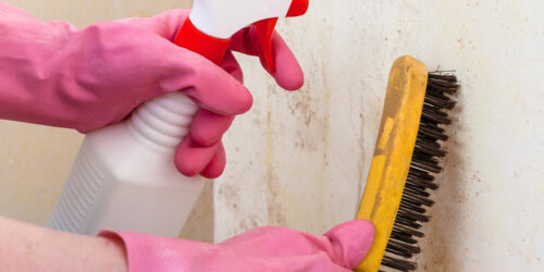 Popular and Efficient Mold Removal and Remediation Services