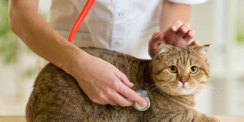 Top Five Crucial Aspects of Pet Treatment