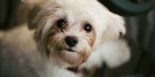 Things to Keep in Mind While Training Your Shih Tzu Dog