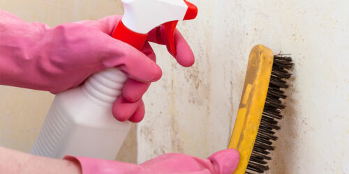 Easy Ways to Get Rid of Black Mold