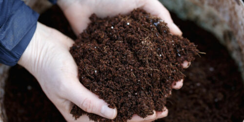 Top 7 organic fertilizers for the garden