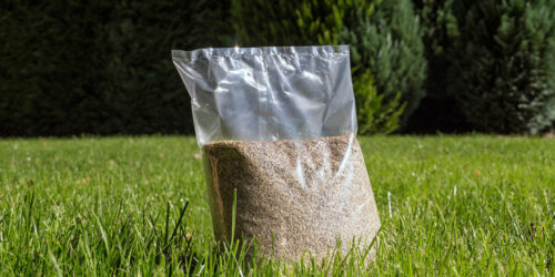 11 Grass Seed Varieties for a Healthy and Green Lawn