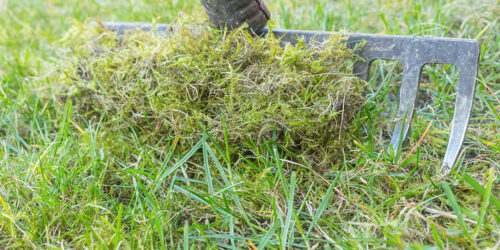 4 Easy Ways to Get Rid of Moss in the Lawn