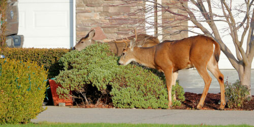 6 Ways to Keep Deer Away From the Yard