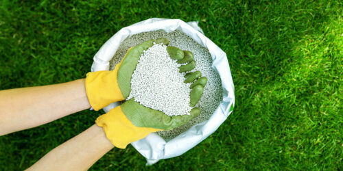 A Complete Guide to Lawn Fertilization