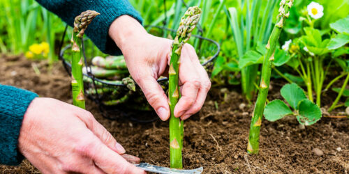 Key Things to Know About Growing Asparagus