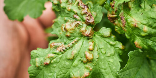 Natural Ways to Get Rid of Aphids