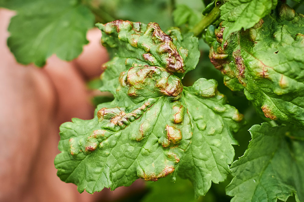 Natural Ways to Get Rid of Aphids