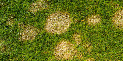 Types and Benefits of Lawn Dressings Explained