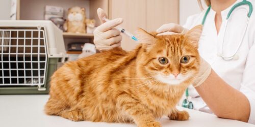 6 Factors to Consider While Choosing Cat Vets