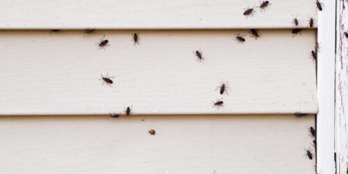 8 Ways to Get Rid of Boxelder Bugs