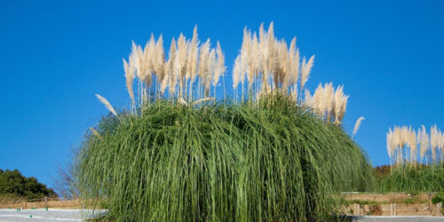 7 Tips to Get Rid of Pampas Grass Quickly