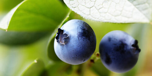 A Guide to Fertilizing Blueberry Plants